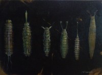 宇宙人の標本〜子供編〜